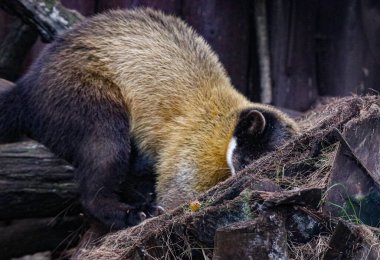 Kharza siyah ve sarı renk ormanda yaşar.