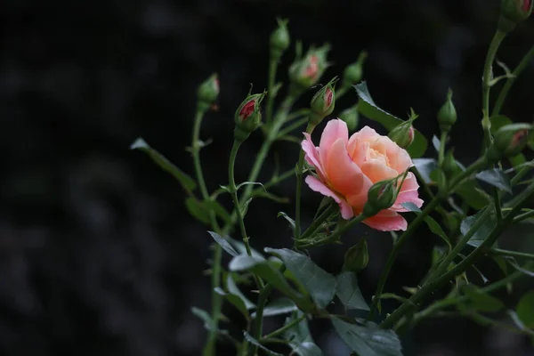 Rosas Suavemente Rosadas Flores Jardín — Foto de Stock
