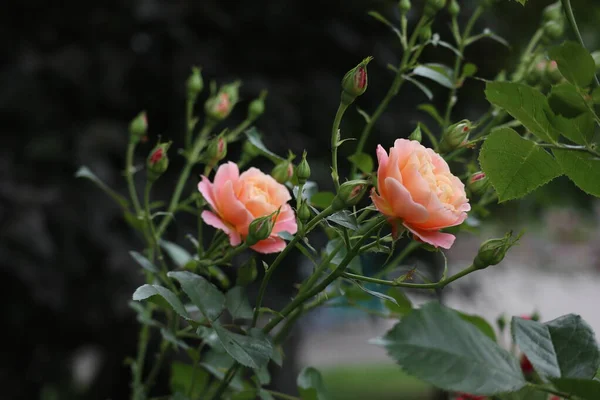 Mawar Merah Muda Lembut Bunga Taman — Stok Foto