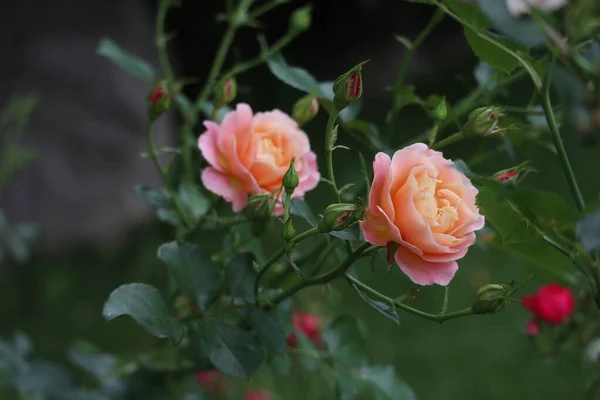 Rosas Suavemente Rosadas Flores Jardín — Foto de Stock