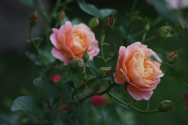 Mawar Merah Muda Lembut Bunga Taman — Stok Foto