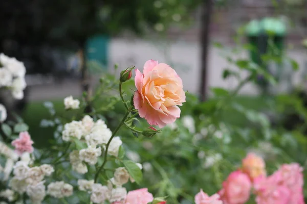 Rosas Suavemente Rosadas Flores Jardín — Foto de Stock