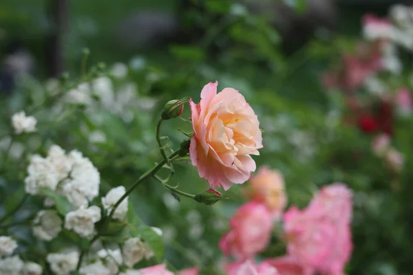 Rosas Suavemente Rosadas Flores Jardín — Foto de Stock