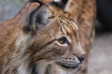 Güzel, zarif vahşi vaşak uzaklara bakıyor.