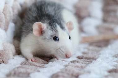 Örgü örülmüş bir ekose üzerinde oturan farenin yakın çekim makrosu.