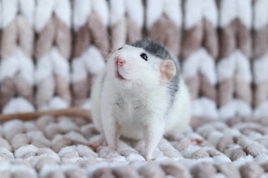 Örgü örülmüş bir ekose üzerinde oturan farenin yakın çekim makrosu.