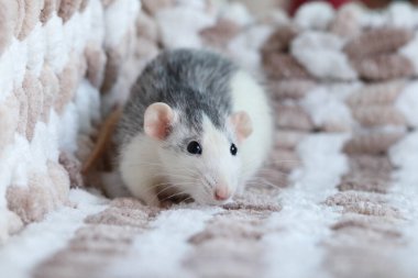 Örgü örülmüş bir ekose üzerinde oturan farenin yakın çekim makrosu.