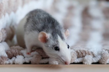 Örgü örülmüş bir ekose üzerinde oturan farenin yakın çekim makrosu.