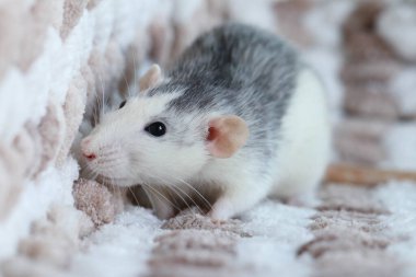 Örgü örülmüş bir ekose üzerinde oturan farenin yakın çekim makrosu.