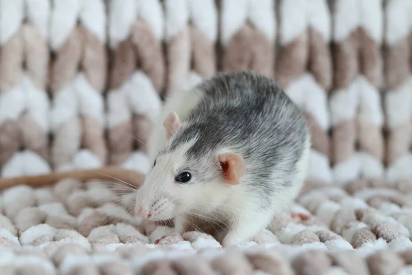 Szczur Makro Siedzi Dzianinie Kratę — Zdjęcie stockowe