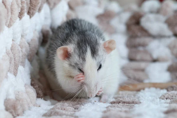 Szczur Makro Siedzi Dzianinie Kratę — Zdjęcie stockowe