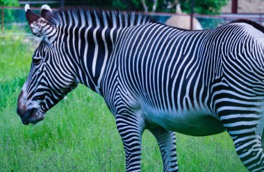Çizgili zebra yeşil otları yiyor