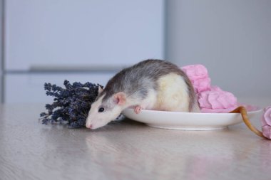 Bir sıçan, tatlı ve pembe şekerlemelerin yanında bir tabağın üzerine oturur. Bir demet lavanta ve bir mumun yanında.