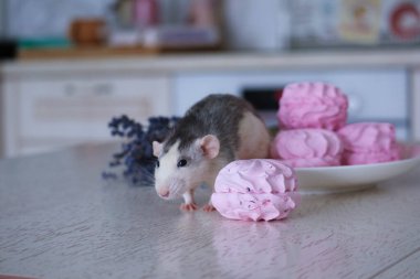 Bir sıçan, tatlı ve pembe şekerlemelerin yanında bir tabağın üzerine oturur. Bir demet lavanta ve bir mumun yanında.