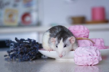 Bir sıçan, tatlı ve pembe şekerlemelerin yanında bir tabağın üzerine oturur. Bir demet lavanta ve bir mumun yanında.