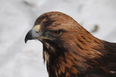 Piercingli ve anlamlı görünümlü kuş şahini ya da şahin.