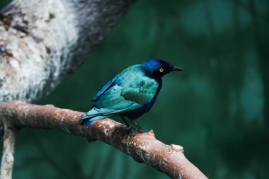 Güzel mavi-yeşil kuş bir ağaç dalında oturuyor