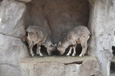 İki küçük çocuk kayanın üstünde oynaşıyor
