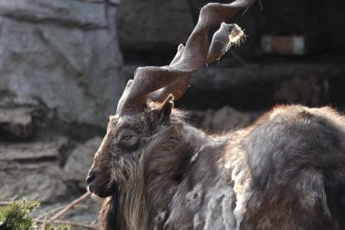 Dağ keçisi bir kayanın üzerinde duruyor ve uzaklara bakıyor.
