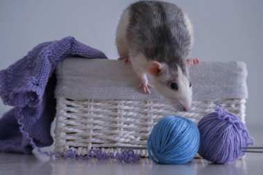 Gri ve beyaz şapşal kabuklu ve mavi ve mor ipliklerden örgü örüyor.