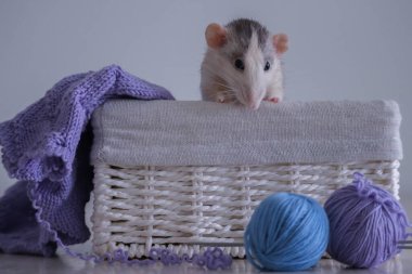 Gri ve beyaz şapşal kabuklu ve mavi ve mor ipliklerden örgü örüyor.