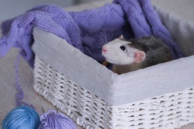 Gri ve beyaz şapşal kabuklu ve mavi ve mor ipliklerden örgü örüyor.