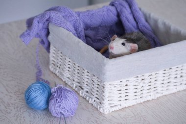 Gri ve beyaz şapşal kabuklu ve mavi ve mor ipliklerden örgü örüyor.