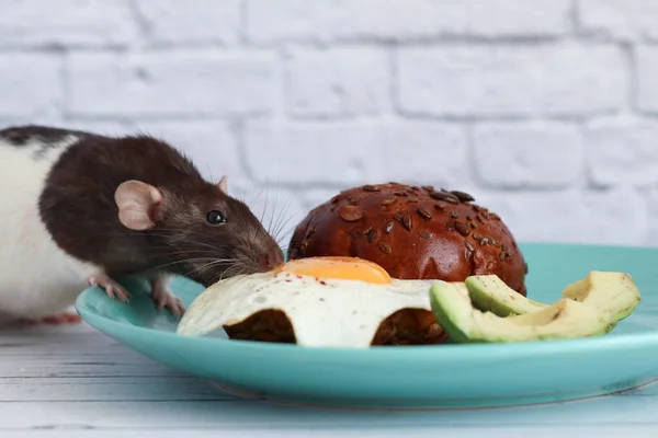 Black White Rat Eating Fried Eggs Hamburger — Stock Photo, Image