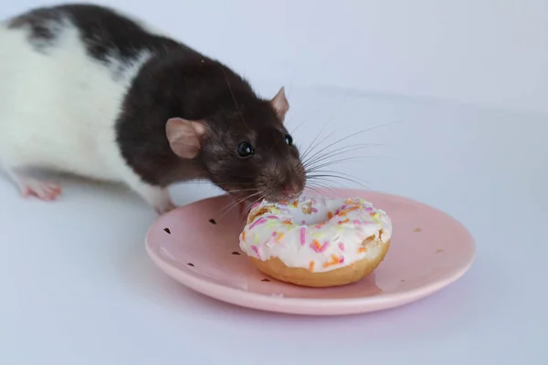 Siyah beyaz fare çok renkli bir donut yiyor.