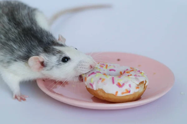 Siyah beyaz fare çok renkli bir donut yiyor.
