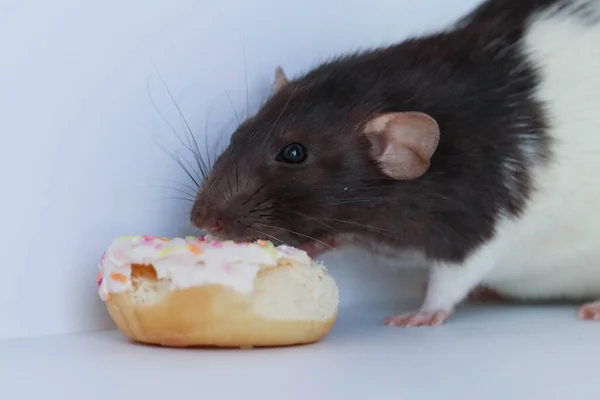 Rata Blanca Negra Comiendo Una Rosquilla Dulce Multicolor —  Fotos de Stock