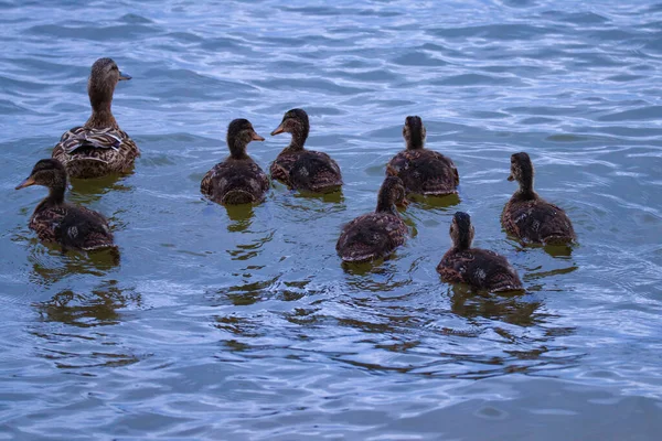 Egy Kacsa Kiskacsákkal Úszik Tóban — Stock Fotó