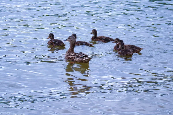 Duck Small Ducklings Swims Pond — Stock Photo, Image