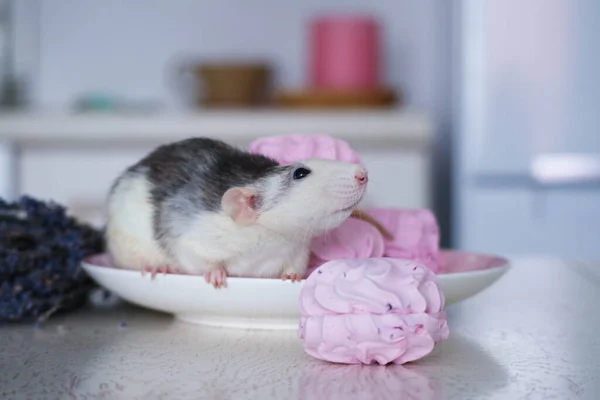 Rat Est Assis Sur Une Soucoupe Côté Bonbons Guimauves Roses — Photo