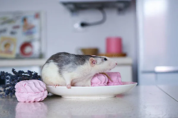 お菓子とピンクのマシュマロの隣にはネズミがソーサーに座っています ラベンダーとキャンドルの花束の近くに — ストック写真