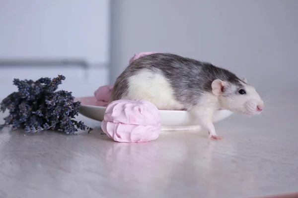 Una Rata Sienta Platillo Junto Dulces Malvaviscos Rosados Cerca Ramo —  Fotos de Stock