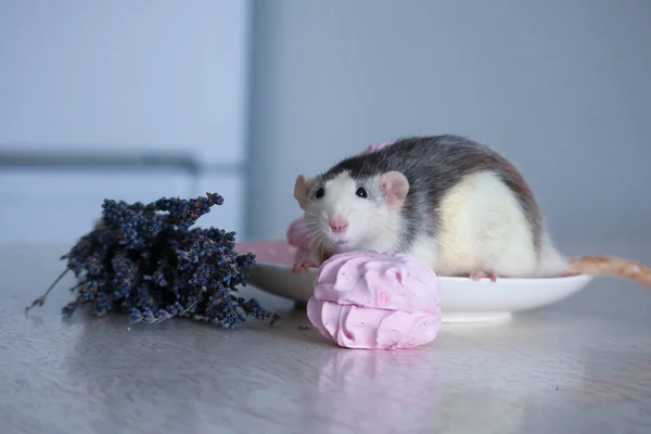 一只老鼠坐在茶托上 旁边是糖果和粉红色的棉花糖 在一束薰衣草和一支蜡烛旁边 — 图库照片