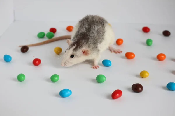 Black White Rat Sits Bowl Colorful Candies — Stock Photo, Image