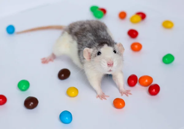 Black White Rat Sits Bowl Colorful Candies — Stock Photo, Image