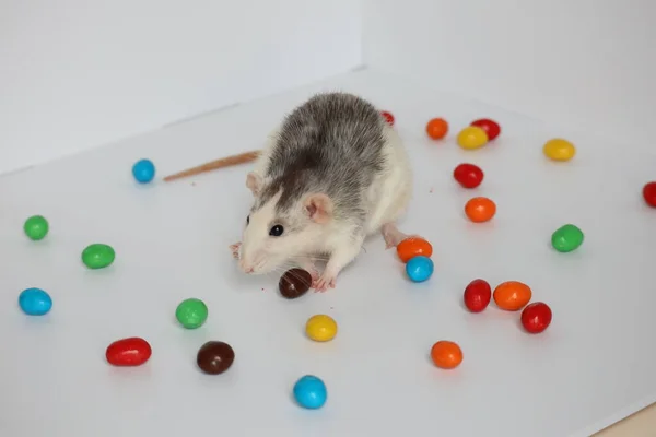 Black White Rat Sits Bowl Colorful Candies — Stock Photo, Image