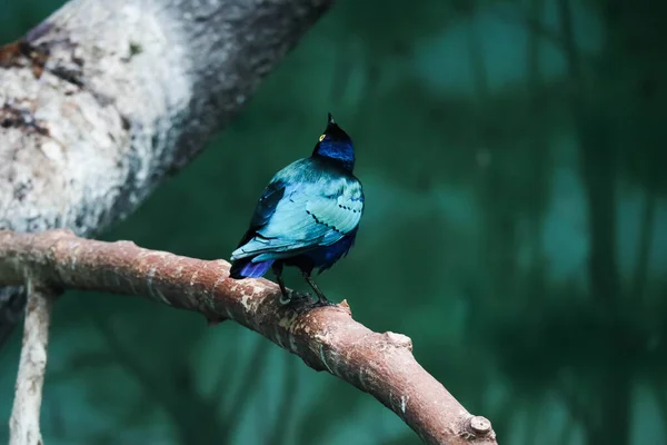 Beautiful Blue Green Bird Sitting Tree Branch — Stock Photo, Image
