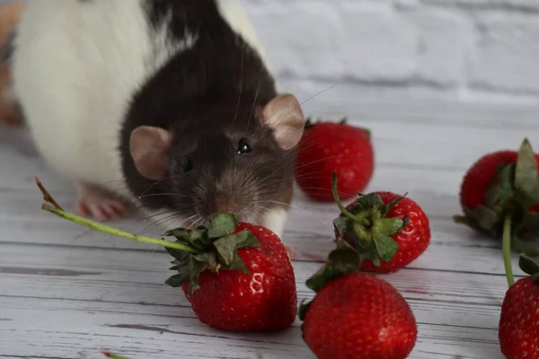 Zwart Witte Rat Eet Rode Sappige Aardbeien — Stockfoto