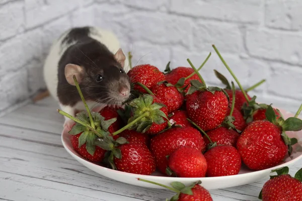 Rata Blanca Negra Comiendo Fresas Jugosas Rojas —  Fotos de Stock