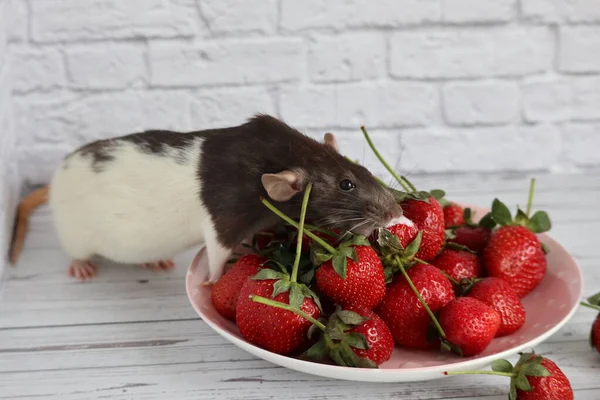 Rat Noir Blanc Mangeant Des Fraises Rouges Juteuses — Photo