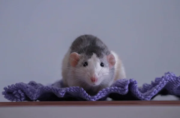 Gri ve beyaz şapşal kabuklu ve mavi ve mor ipliklerden örgü örüyor.