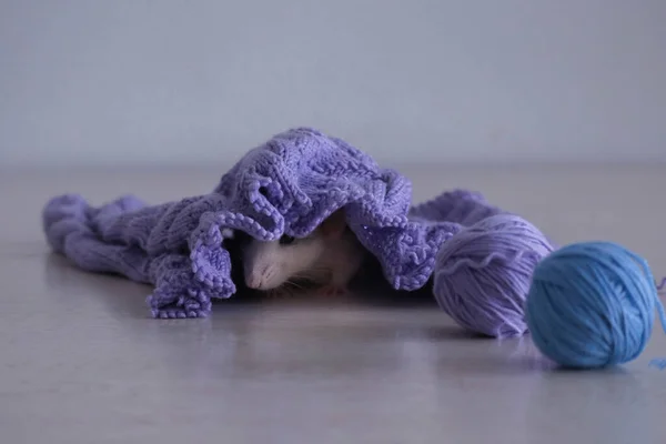 Gri ve beyaz şapşal kabuklu ve mavi ve mor ipliklerden örgü örüyor.