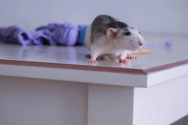 Gray White Rat Dumbo Husky Knitting Blue Purple Threads — Stock Photo, Image