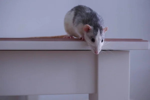 Gris Blanco Rata Dumbo Husky Tejer Hilos Azules Púrpura — Foto de Stock