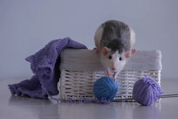 グレーと白のネズミのダンボ ハスキーと編み物 — ストック写真