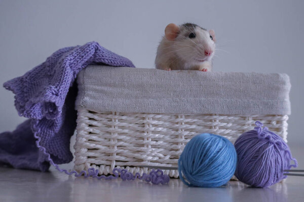 gray and white rat dumbo husky and knitting from blue and purple threads